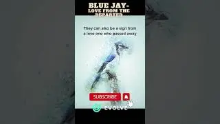 BLUE JAY Bird | Fun Fact About BlueJay Bird | #bluejays #bird #savebirds #shorts #viral
