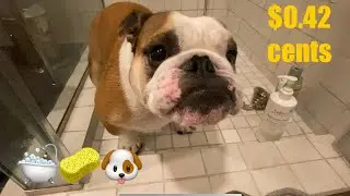 LIFE HACK……$0.42 cent at HOME dog Bath