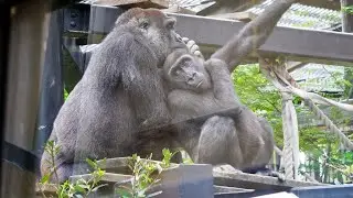 5yrs-Old Gorilla Kintaro Spoiled by Mother Genki Like a Baby | Momotaro Family