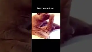 Котярик увидел самочку
