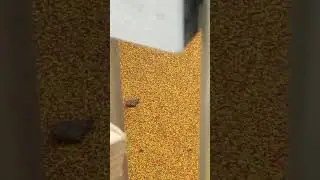 Чижик пыжик где ты был,на Фонтанке водку пил.Мое исполнение😂