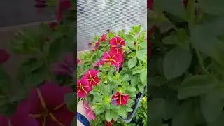 Красота калибрахоа! Где купить?