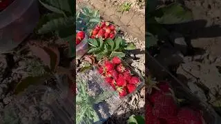 Клубничная ферма в Америке.🍓 Штат Айдахо.