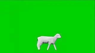 Lamb Walk Cycle (Green Screen)