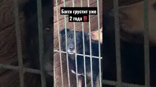 Такой маленький и такой несчастный Багги. Почему его не замечают? 