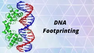 DNA-Protein interaction — DNA footprinting | Molecular Biology