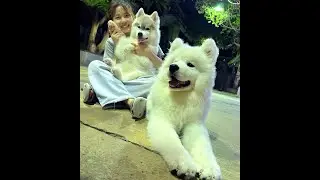 A New Born Samoyed Puppy, Valentino!