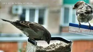 завтрак воробья