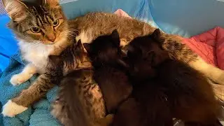 Cuteness Overload: Mom Cat’s Trilling Call to NewBorn Kittens!!! 🐯❤️(Vol Up) #kitten #newborn #cute