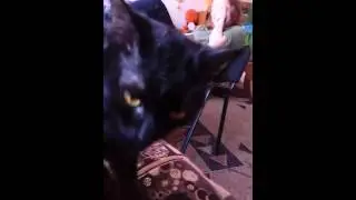 Сестра дурочка... Ахаха