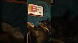 Tiny Dog reacts to 
