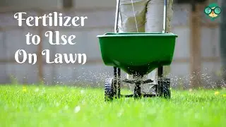 How to Know What Fertilizer to Use On Lawn? What Fertilizer Should I Use on My Lawn Now?