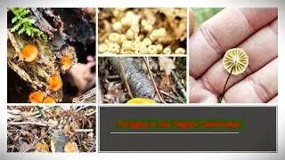 You never know what you may find / Mushroom foraging / Summer walk