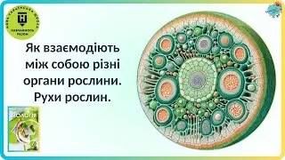 Як взаємодіють між собою різні органи рослини?  Рухи рослин.
