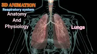 respiration and respiratory system anatomy and physiology #respiratorysystem #respiration #lungs