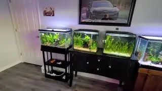 Power Outages & Home Aquariums