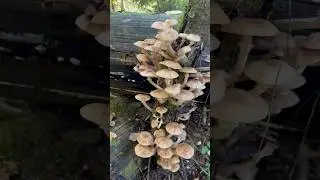 Опята везде! Собираем опята.