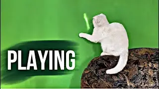 Deaf cat playing / unlight spot