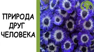 Природа — друг человека