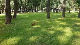 Белочка позирует на камеру!