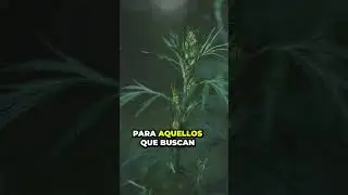 Fragancias del Edén: Romero, Estragón, Menta | 3 Plantas Aromáticas para tu Jardín - Parte 1 🍃