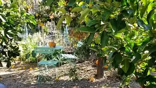 Secret Citrus Grove & Garden with Lemons, Limes, Grapefruits and Oranges at the end of Winter