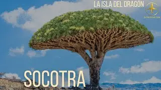 Socotra: La Isla Más Extraña del Planeta 🌍