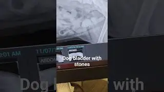 This small dog had bladder stones and with diet change and antibiotics we got them to dissolve