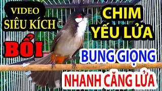 chào mào hót sáng kích bổi lên lửa!. + luyện giọng hay ép bổi sổ bọng và căng lửa + chào mào đấu