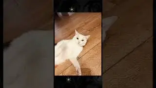 Эдит по моей кошке 