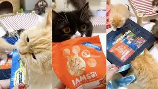 Celebrating World Cat Day