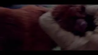 bear attack man