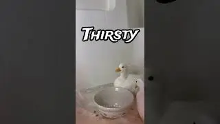 Drink water #metal #funny #music #duck #shorts