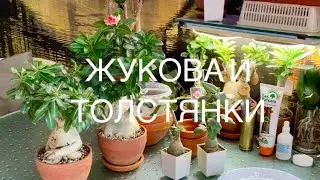 Repotting adeniums.🪴