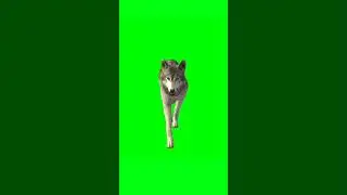 Wolf walking running green screen video