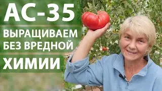 Как вырастить идеальную рассаду Раскрыты все секреты / АС-35 – биотехнология для идеальной рассады