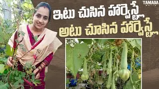 Clove beans Harvest in garden
