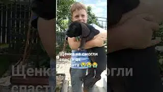 Вирусный энтерит погубил нашего прекрасного щенка Тико. У малыша остановилось сердце😭Прощай малыш🐕