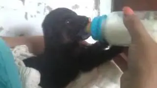 Щенок  пьёт молочко❤