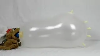 181 - blow to pop latex glove