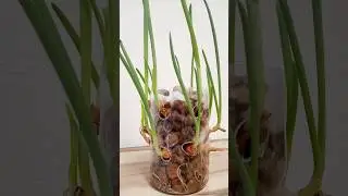Выращивание лука без почвы🌱керамзит