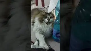 Gatto stronzetto 😺 