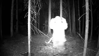 Кормим медведей.