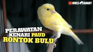Caring for PAUD canaries that are losing their feathers | Don't make a mistake
