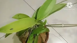 118 BSF Phalaenopsis pulcherrima oleh Exaltabo Anggita Psalite Deo