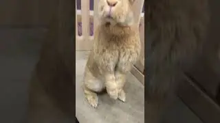 Rex searches for more snacks!