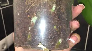 Orchid without roots in terrible soil.. Three weeks later... Orchid Sweet Girl.
