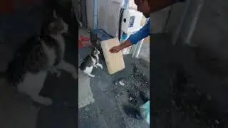 baby calm down. play with cat 