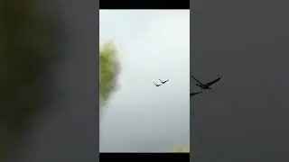 Как манить гуся  