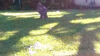 Hawk